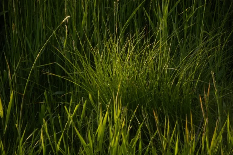 Ascribe Bio’s Phytalix® Breakthrough in Bacterial Leaf Blight