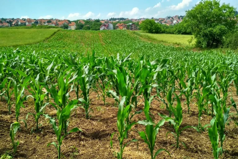 FMC Corporation Wins 2025 CIO 100 Award for Arc™ Farm Intelligence